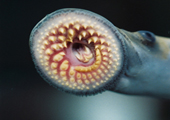 Parasitic Sea Lamprey Mouth