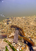 Sea Lampreys Swimming in a River