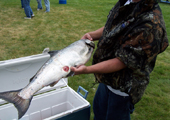 Salmon with Sea Lamprey Wound