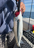 Sea Lamprey Attached to Brown Trout