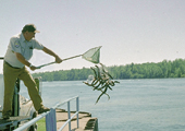 Sterile Male Release