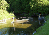 Sea Lamprey Pheromone Assessment Fences