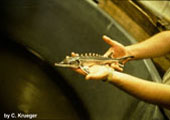 Juvenile Lake Sturgeon