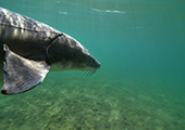 Lake Sturgeon