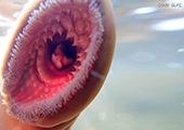 Sea Lamprey Attack